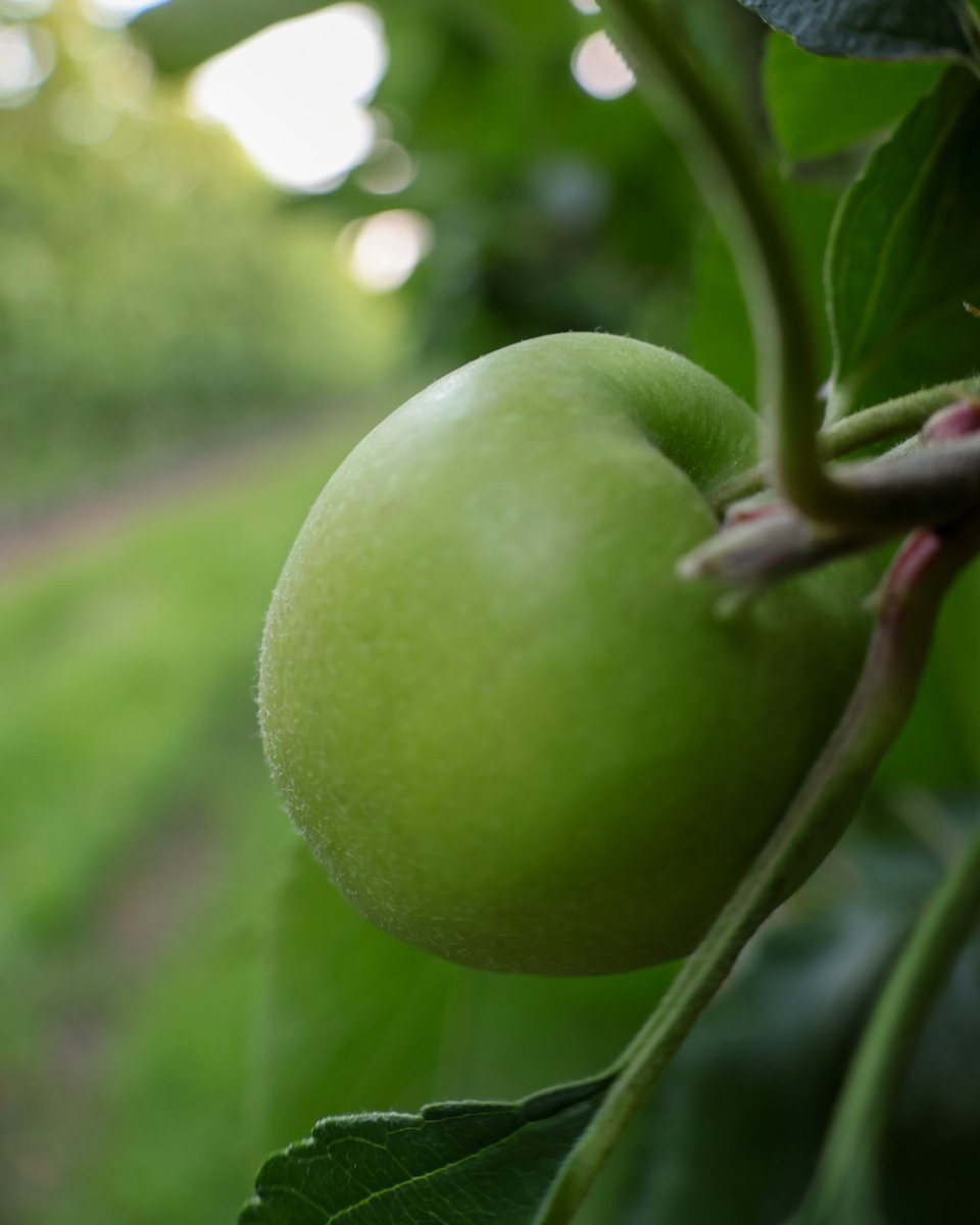 EnvyApples's tweet photo. Long before harvest, each ENVY™ apple starts as a tiny green fruit. With sunshine, time, and careful growing, it slowly develops the vibrant color, sweetness, and crisp texture that make ENVY™ unmistakable.

Swipe to see where every ENVY™ apple begins its journey. 🍎🥰 https://t.co/B3iPmQ7Svu