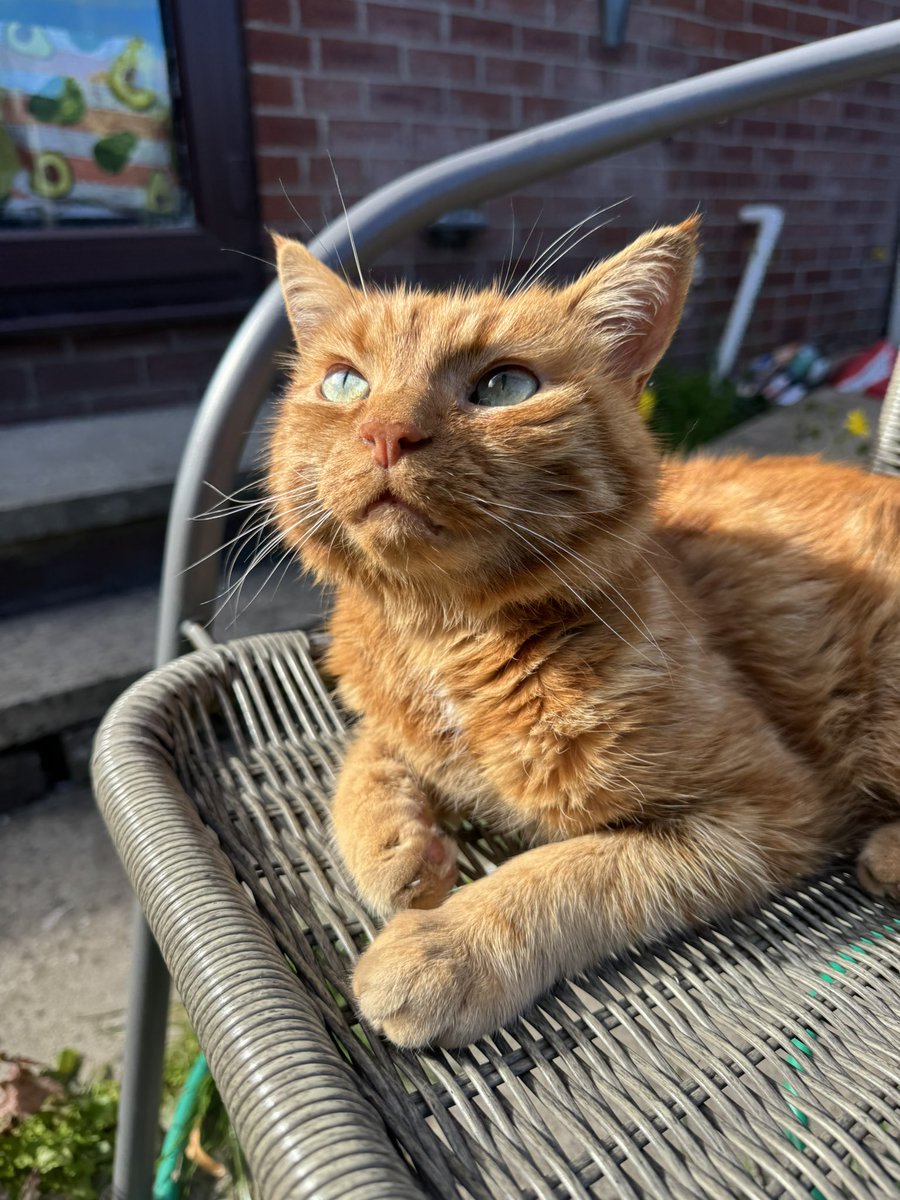 phoughtdaughter's tweet photo. I said goodbye to my beautiful baby today. Frodo, you are the most wonderful and precious cat a girl could’ve asked for. You saved me so many times. I’m sorry that I couldn’t save you. But I hope you know how loved you are and you always will be. Sweet dreams. 🧡🤍💛 https://t.co/bmSVDKASdb