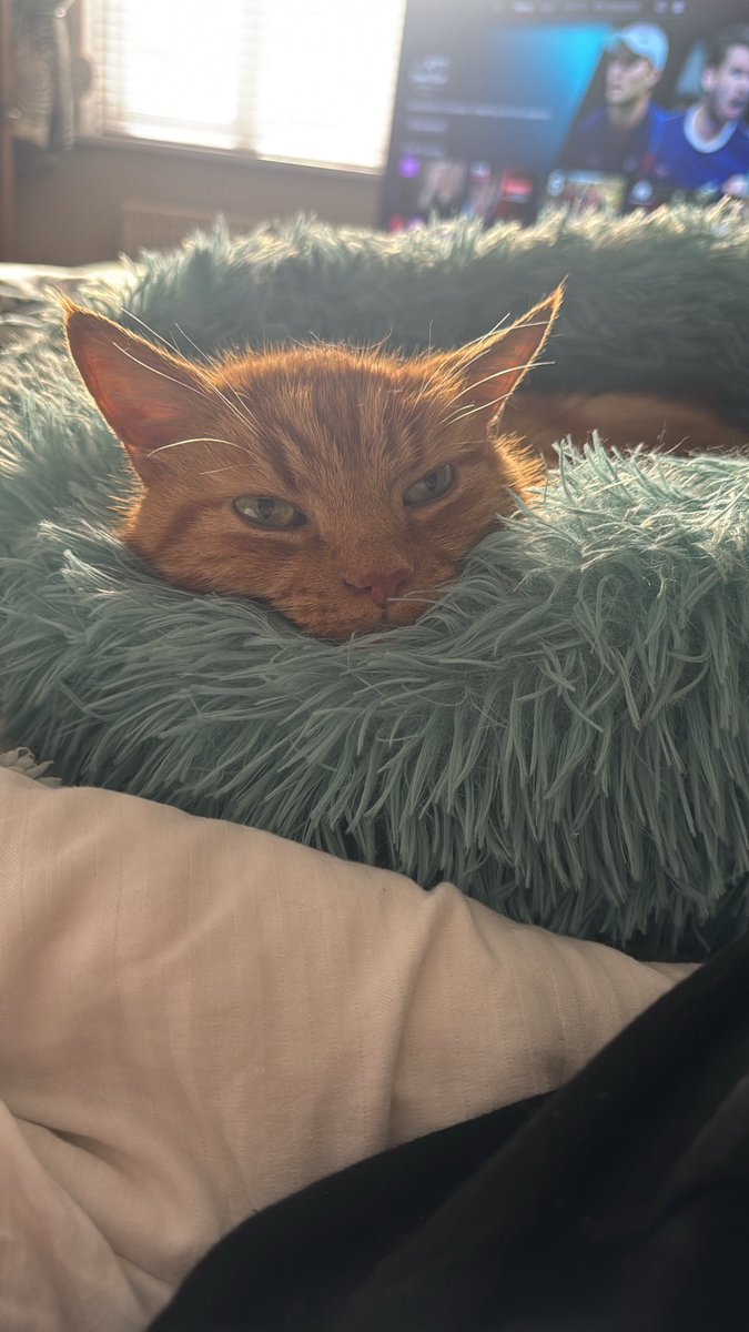 phoughtdaughter's tweet photo. I said goodbye to my beautiful baby today. Frodo, you are the most wonderful and precious cat a girl could’ve asked for. You saved me so many times. I’m sorry that I couldn’t save you. But I hope you know how loved you are and you always will be. Sweet dreams. 🧡🤍💛 https://t.co/bmSVDKASdb