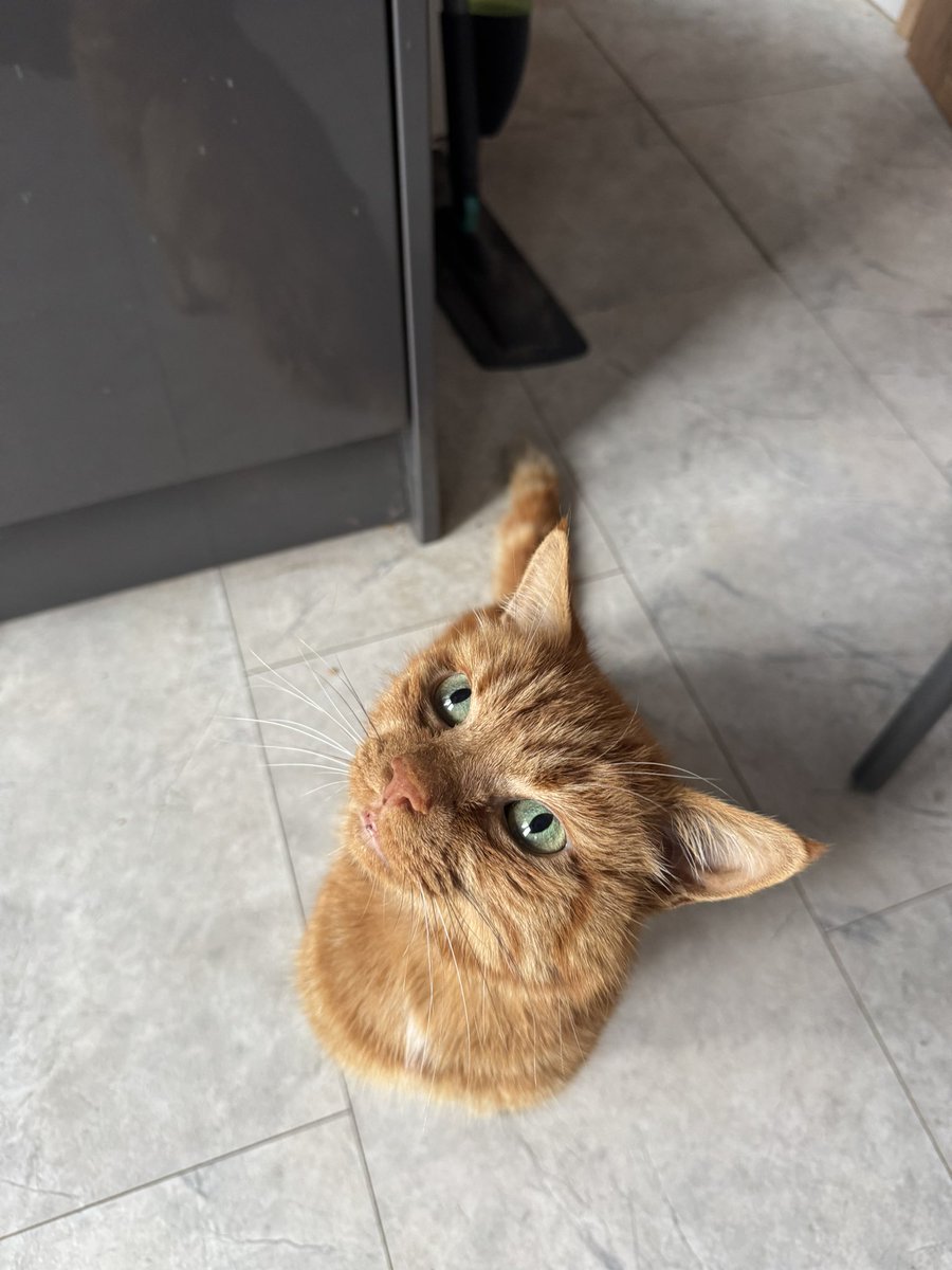 phoughtdaughter's tweet photo. I said goodbye to my beautiful baby today. Frodo, you are the most wonderful and precious cat a girl could’ve asked for. You saved me so many times. I’m sorry that I couldn’t save you. But I hope you know how loved you are and you always will be. Sweet dreams. 🧡🤍💛 https://t.co/bmSVDKASdb