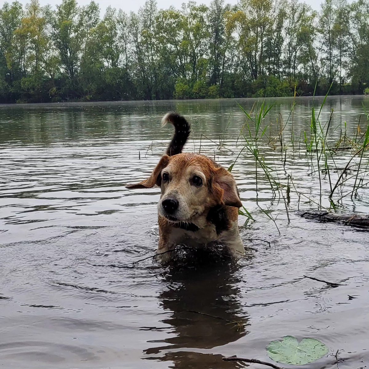 savannahwrighty's tweet photo. Tonight we went for a walk in the rain. I don’t mind—the best part is being rubbed dry afterward. I wish it could last forever. https://t.co/rMrukWByFh