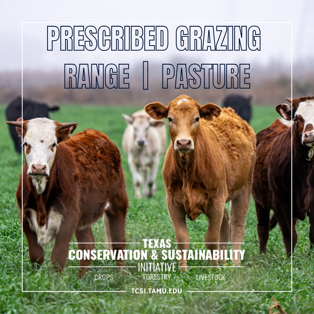 TxCSInitiative's tweet photo. Livestock, forage, soil and water are connected. TCSI may help eligible Texas producers explore prescribed grazing, range planting and pasture planting through planning, technical assistance and potential financial support. 

#TCSI #TexasLivestock https://t.co/g4ld7qBF08