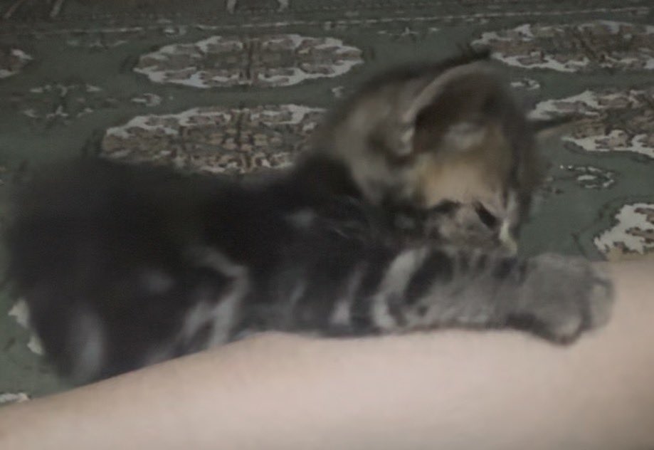 kitztxt's tweet photo. hiii 🐈⬛
#MOASelcaDay #MOASD #DAGONYANG #TOMORROW_X_TOGETHER https://t.co/h7uUAZCyqK