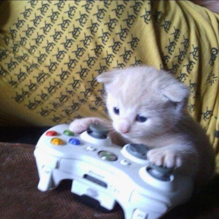 PunchingCat's tweet photo. https://t.co/vfT9XkOZo9