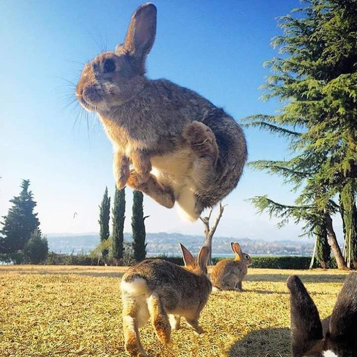 ashyaywoohoo's tweet photo. this FLYING bunny is SO fucking BIG holy FUUUUCKKKKKK https://t.co/4sbMVAk2Ce