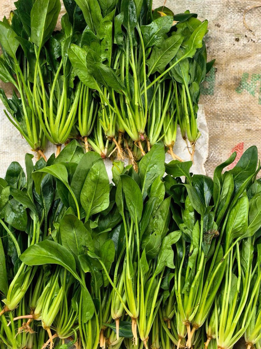 Dewi9631's tweet photo. This farm-fresh spinach is a game-changer! Crisp, earthy, and packed with vitamins—perfect for smoothies or salads, zero bitter aftertaste. Grab it now for your next meal! https://t.co/Si0hgV7QwU
