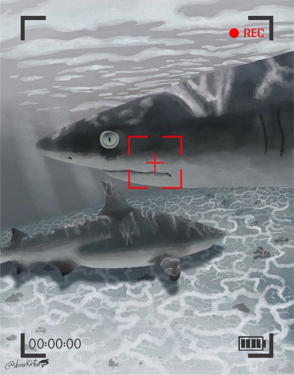 sharkinton7's tweet photo. [old art] shark art. cause I’m not called sharkinton for nothin https://t.co/3bOgIGVuY6