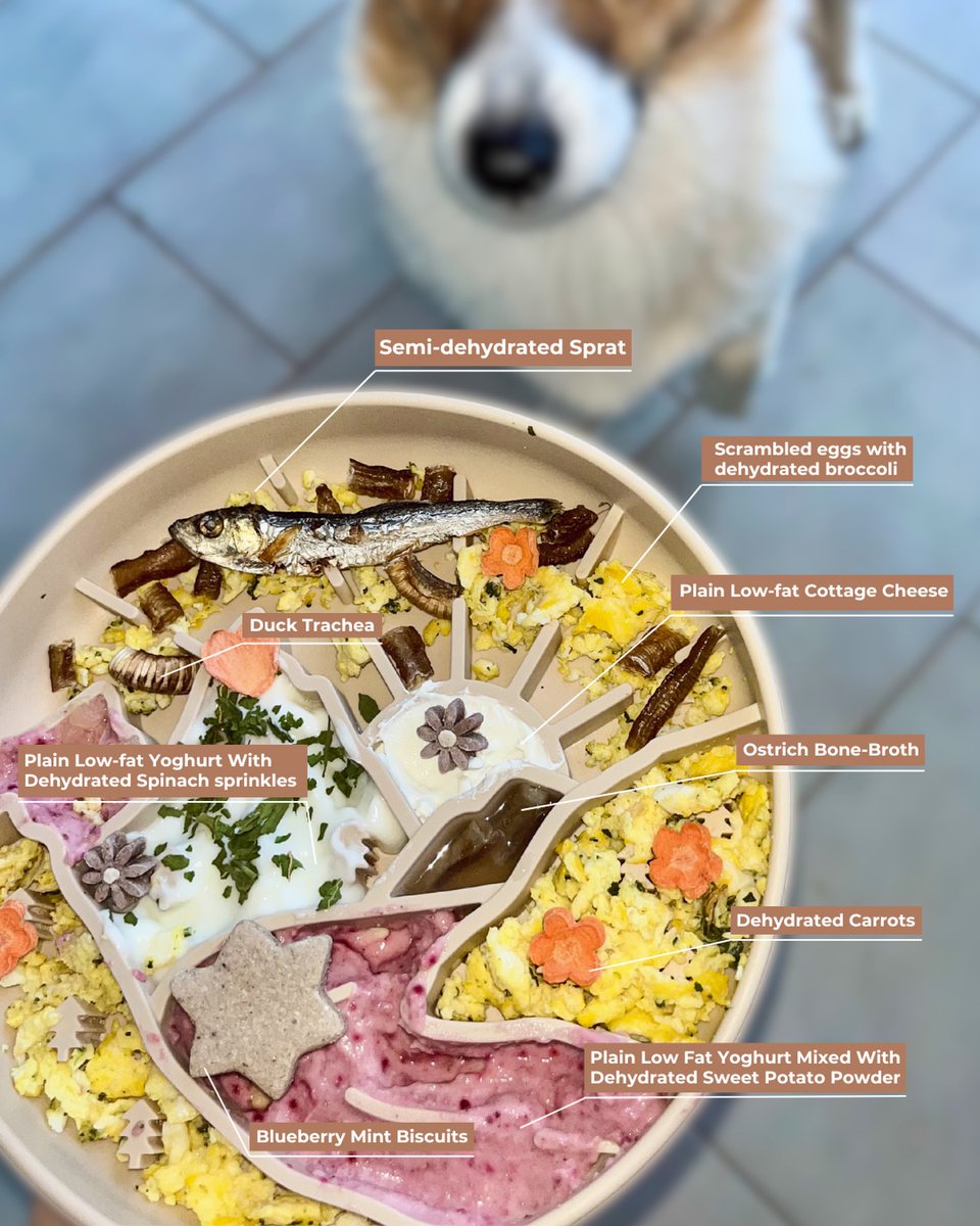 aderitosigauque's tweet photo. Before: eight seconds. After switching bowls: four minutes of licking, problem-solving, and calm. The Horizon Plate encourages engagement without frustration, helping dogs settle after meals. That’s the purpose of the Eat Collection: work for food, https://t.co/1CPNRLc0WQ