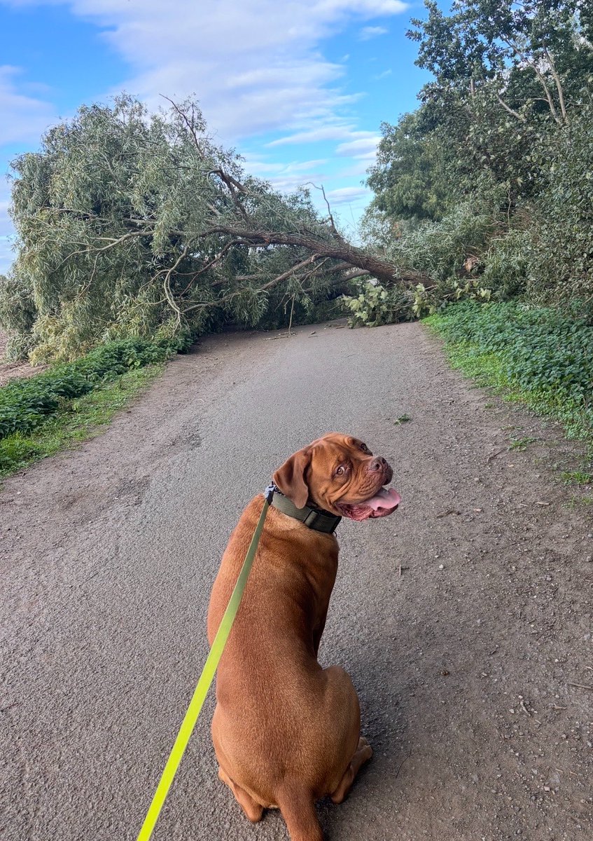 cieronkeane's tweet photo. Well that’s one way to cut a walk short… https://t.co/lIh0qVy8r4