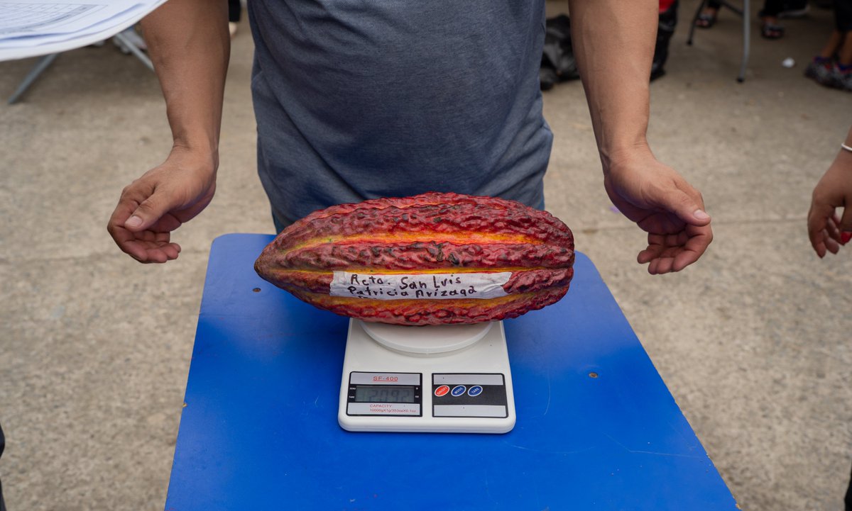 PrefecturaCanar's tweet photo. 🐔🌱🍫 La Feria Productiva del Cacao 2026 reunió en El Piedrero – Colonia Agrícola Amazonas del cantón La Troncal, a productores, emprendedores y familias en una jornada marcada por la producción local, la gastronomía, los productos con valor agregado y la cultura. https://t.co/sbu3vVvSU6