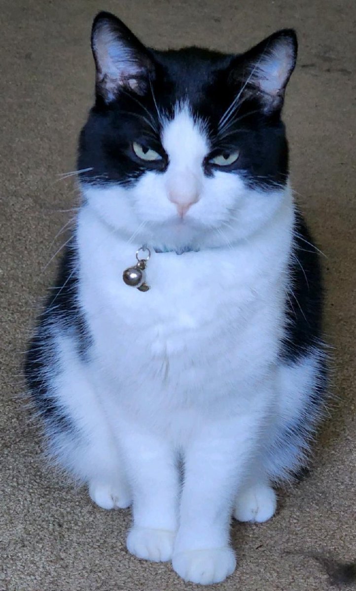 DaveRousseauBDF's tweet photo. @Billy @iHeartRadio @fredpaints23 If the cat approves, it must be good! https://t.co/MH0tj52d5E