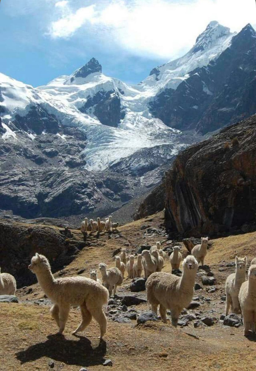 W0rld2026's tweet photo. Peru 🇵🇪 https://t.co/5MwvIvckDE