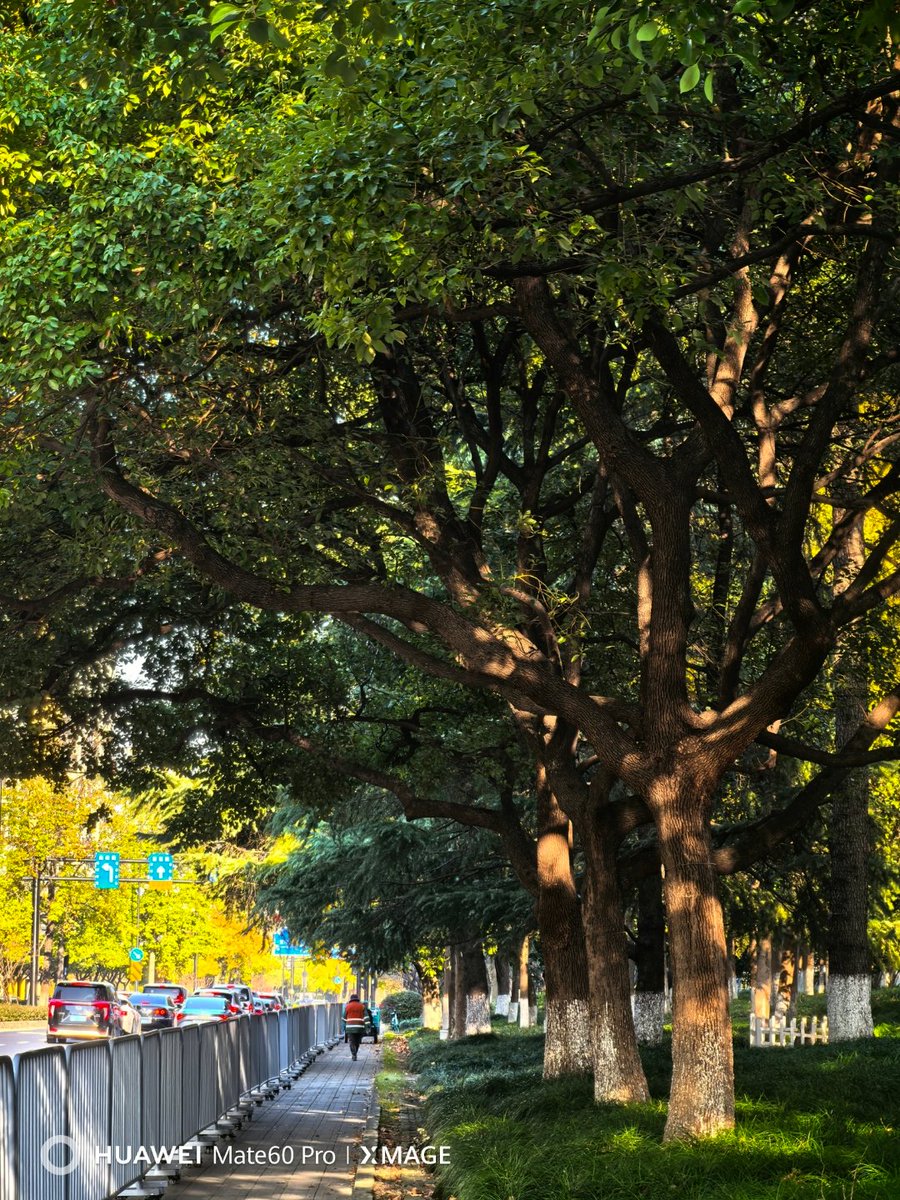 ajinurarifin's tweet photo. Perfect sunny autumn morning for a walk with coffee! ， https://t.co/6cH3lIelEY