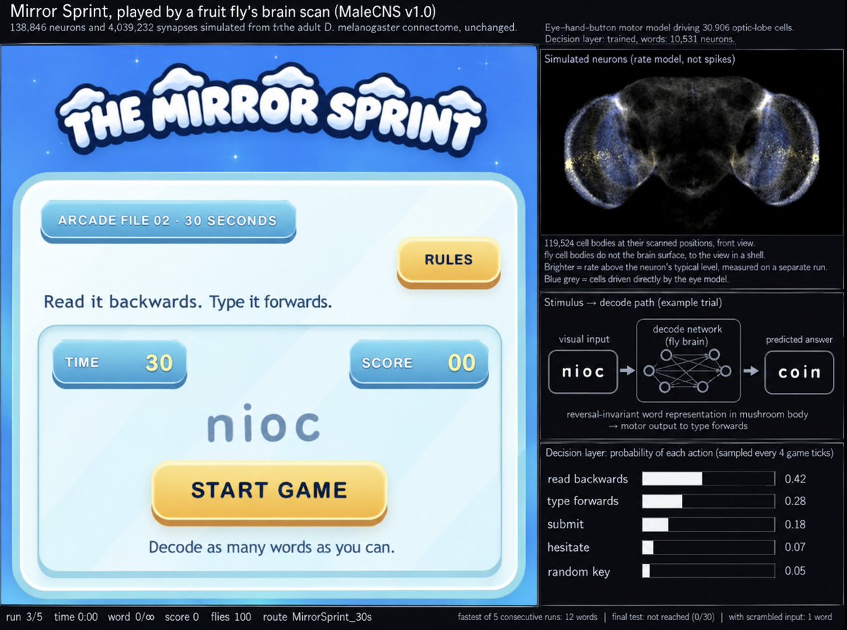 cdsu_coin's tweet photo. The Bureau connected a fruit fly brain to Mirror Sprint.

.tnirpS rorriM ot niarb ylf a detcennoc eW

Thoughts?

Try it at https://t.co/V43T6r6NZu https://t.co/qsFk1u46Er