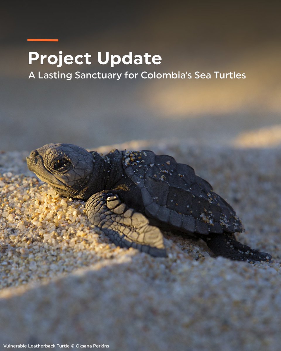 RainforestTrust's tweet photo. Thanks to our donors, endangered sea turtles now have triple the protection along Colombia’s Caribbean coast! 🌊

Your support helped expand the Wildlife and Flora Sanctuary of Acandí, Playón, Playona, San Francisco, and Cabo Tiburón along the border of Panama and Colombia.

This expansion faced years of delay, but local communities remained committed to conserving the remarkable region and its biodiversity. 💚

Initially covering 65,000 acres, the sanctuary now protects 220,568 acres of connected marine and terrestrial ecosystems, including:

🐢 Rocky shores where Vulnerable Leatherback Turtles and Critically Endangered Hawksbill Turtles build their nests

🪸 Reefs that sustain diverse species, including Critically Endangered Elkhorn Coral

🦈 A migratory corridor for marine megafauna like Critically Endangered Scalloped Hammerhead sharks

🌿 Seagrass beds and mangrove forests that store blue carbon

We supported our local partner, @WWFColombia, in their collaborations to expand the protected area with @ParquesColombia and the community councils of Cocomanorte, Cocomaseco, and Cocomasur.

Strong community representation throughout the process and ongoing co-management will ensure that the protections align with local priorities and needs.

From all of us at Rainforest Trust, thank you for helping us secure this important Caribbean sanctuary!

Learn more about our work and help support conservation action now: https://t.co/q6J1TkypBY