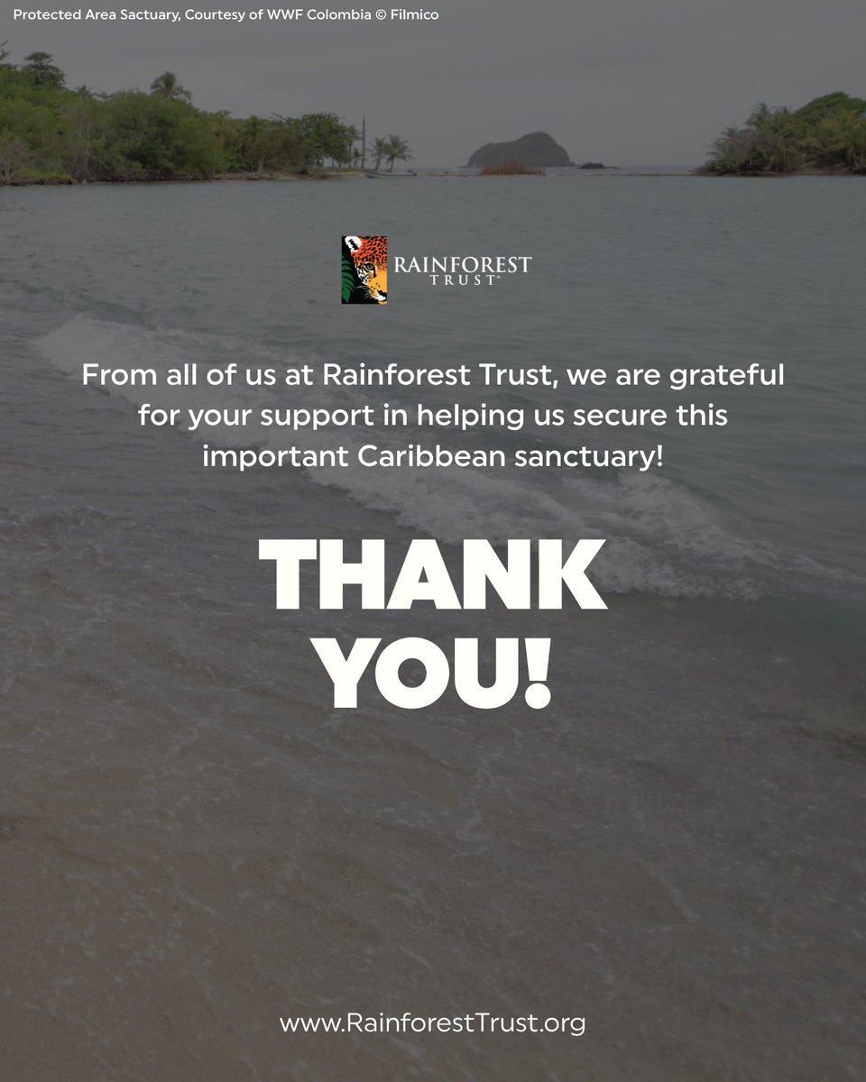 RainforestTrust's tweet photo. Thanks to our donors, endangered sea turtles now have triple the protection along Colombia’s Caribbean coast! 🌊

Your support helped expand the Wildlife and Flora Sanctuary of Acandí, Playón, Playona, San Francisco, and Cabo Tiburón along the border of Panama and Colombia.

This expansion faced years of delay, but local communities remained committed to conserving the remarkable region and its biodiversity. 💚

Initially covering 65,000 acres, the sanctuary now protects 220,568 acres of connected marine and terrestrial ecosystems, including:

🐢 Rocky shores where Vulnerable Leatherback Turtles and Critically Endangered Hawksbill Turtles build their nests

🪸 Reefs that sustain diverse species, including Critically Endangered Elkhorn Coral

🦈 A migratory corridor for marine megafauna like Critically Endangered Scalloped Hammerhead sharks

🌿 Seagrass beds and mangrove forests that store blue carbon

We supported our local partner, @WWFColombia, in their collaborations to expand the protected area with @ParquesColombia and the community councils of Cocomanorte, Cocomaseco, and Cocomasur.

Strong community representation throughout the process and ongoing co-management will ensure that the protections align with local priorities and needs.

From all of us at Rainforest Trust, thank you for helping us secure this important Caribbean sanctuary!

Learn more about our work and help support conservation action now: https://t.co/q6J1TkypBY