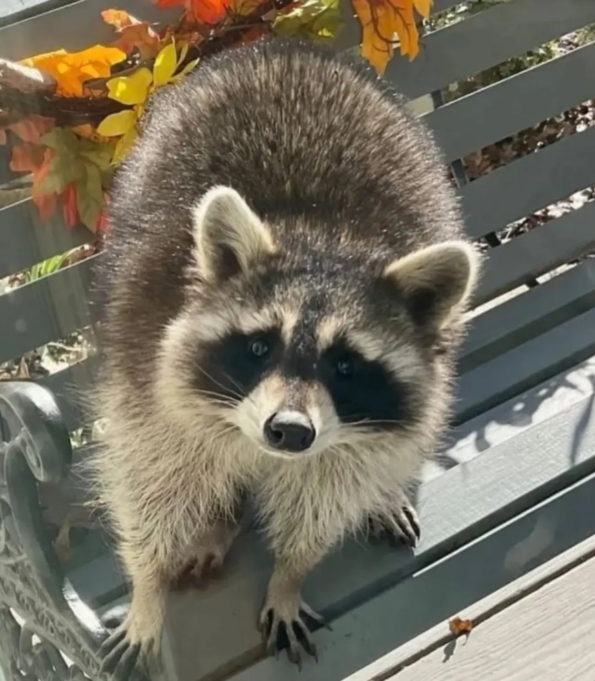Raccoon_And_Me_'s tweet photo. Sweetest Backyard Buddy🦝 https://t.co/hrGrxblSid