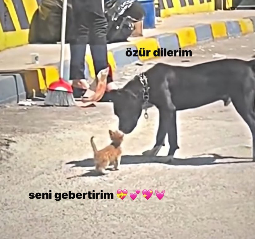 grikalmis's tweet photo. yavrum bak biz https://t.co/el94bcTgeD