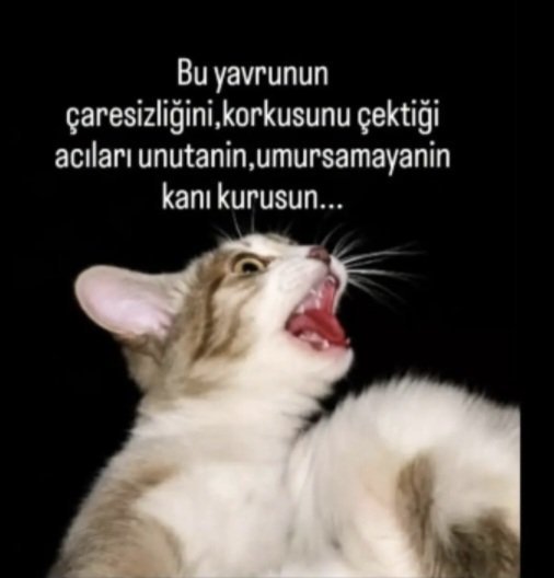 Tumyad4's tweet photo. Bebek kedi kolları kırıldı, işkence edildi, yakıldı, cinayetin faili haftalardır tutuklanmadı.

Bir gün gelecek ki insanlar hayvanların ruhunu bilecek ve bir hayvanı öldürmek, bir insanı öldürmek gibi suç sayılacak. 
O gün, uygarlık ilerlemiş olacak.

#YavruKediİçinHesapVakti https://t.co/wdhVj4ws5o