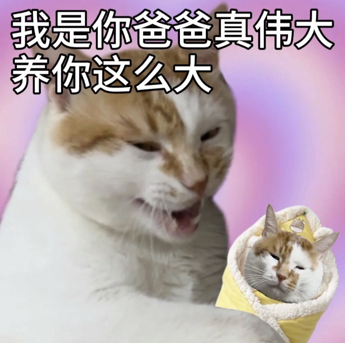 Ashley_Liu1's tweet photo. @TErrdfgg71308 @ChanJoe48720896 @Btc8888XF 那你岂不是每天睁眼小红书抖音才能刷出你这种无知智障？果然三次元没有性生活就是这么无比性压抑。千里送钩子的红爷red uncle老gay都比你有性生活哈哈哈哈哈哈，房子车子存款老婆孩子性生活要啥啥没有的玩意，竟然还腆着脸活在世界上没有羞愧而死，滚去博物馆参展都更有价值。 https://t.co/eDBqfzZPa0