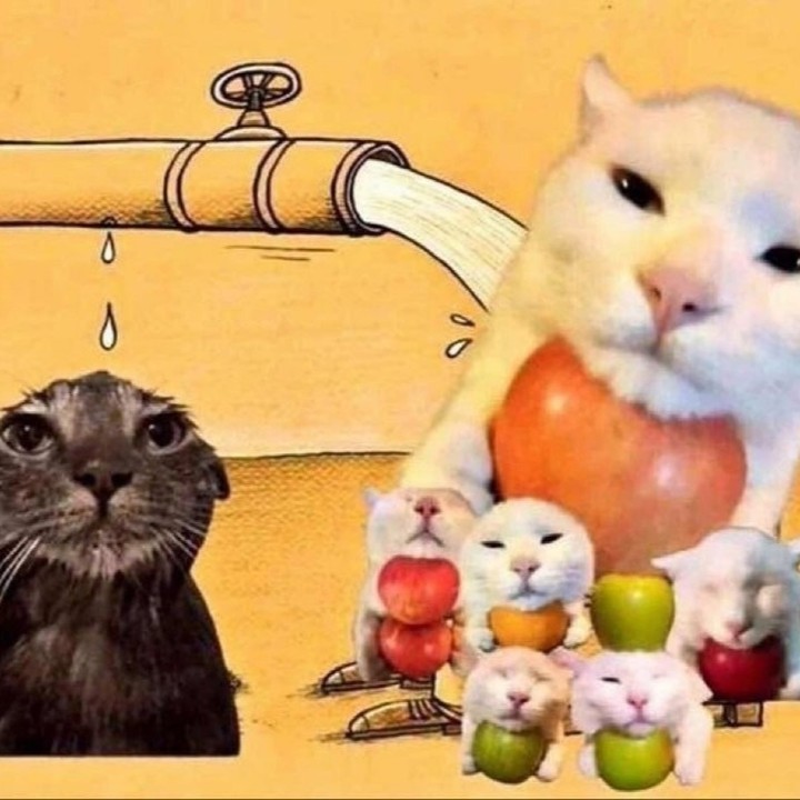 PunchingCat's tweet photo. https://t.co/TCslafZTjc
