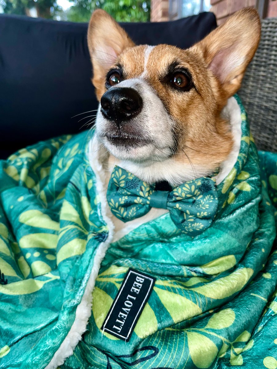 Ramonfelix11's tweet photo. Garden princess vibes! Rosie is obsessed with her new Botanical Sherpa blanket from Bee Lovett—two paws up. The matching collar and bow tie are the perfect finishing touches. Use code Alice&amp;Rosie20 for 20% off. https://t.co/7Y8R742Mzq