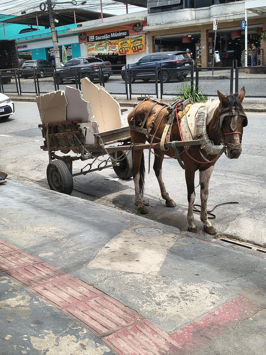 JLRio67's tweet photo. @prefeiturabh @camaradebh @ProtecaoAnimal @ResgateAnimalBH @Revista_MEquino Eles mesmos se auto denunciam, que usam de cargas absurdas nos pobres animais.  
Este, estava com feridas no corpo (visíveis), magro e com sede.
Estava na Av. Raja Gabáglia/ Luxemburgo/ BH carregando entulho de uma loja.

FAÇAM ALGUMA COISA! https://t.co/RCO2K3RiJn