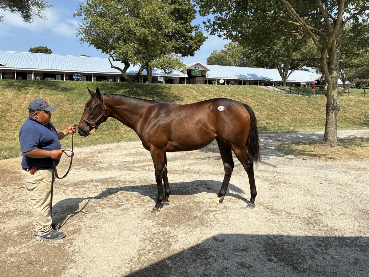 ClarklandFarm's tweet photo. 🚨 HIP 2215 is heading to the ring shortly! 🚨

A sister to Grade 1 winner HOWARD WOLOWITZ and ready to make a BIG BANG 💥🐎

Come by and get your last looks before she’s gone at barn 40!

@JFDAngelo @horsesummers 

#KeeSept #KeenelandSales #ClarklandFarm https://t.co/ZIx0A9iyU0