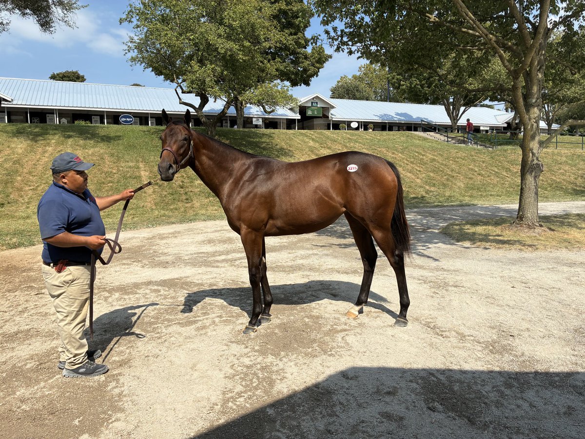 ClarklandFarm's tweet photo. 🚨 HIP 2215 is heading to the ring shortly! 🚨

A sister to Grade 1 winner HOWARD WOLOWITZ and ready to make a BIG BANG 💥🐎

Come by and get your last looks before she’s gone at barn 40!

@JFDAngelo @horsesummers 

#KeeSept #KeenelandSales #ClarklandFarm https://t.co/ZIx0A9iyU0