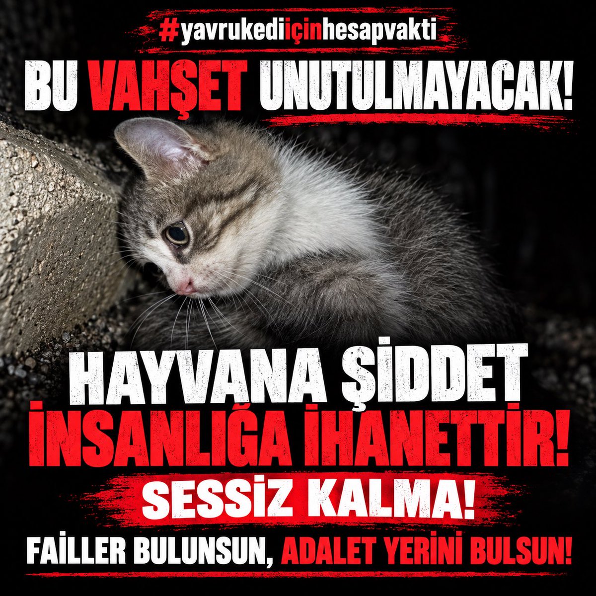 kochero's tweet photo. Bu yavrunun korkusunu, acısını, çaresizliğini unutmayacağız.

Hayvana yönelik şiddet “münferit” denilip geçiştirilemez.
Failler bulunmalı, olay tüm yönleriyle soruşturulmalı ve hukuk önünde şeffaf bir şekilde hesap vermeli.

Sessiz kalmayacağız. Unutturmayacağız.

@abakingurlek @adalet_bakanlik @RTErdogan @tcbestepe @Akparti 

#yavrukediiçinhesapvakti
