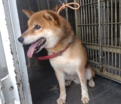 fukushiyamesagi's tweet photo. 🆘緊急🆘#収容犬
🆘掲載期限9/24(木)
9/15(火)千葉県成田市所
赤首輪
茶黒♂柴犬
📲千葉県動物愛護センター🙇🏻‍♂️#与倉ドライブイン
迷い犬迷子保護イヌいぬオス黒茶白茶色胡麻ごま柴芝茨城稲敷神崎町多古佐原大戸下総くりもと紅小イチラク店ファームランドつけ麺正や発酵の里こうざき #道の駅水の郷さわら

🚨「オス」「中型」「首輪有・鑑札無」(※ 画像からは首輪は赤色に見えます。)とされる、茶黒(或いは黒茶、茶黒白、黒茶白、胡麻毛)の柴犬(胡麻柴)が収容されています‼
🚨️飼い主様、関係者様は大至急お迎えをお願いいたします🙏🏻
🚨収容犬にお心当たりのある方は大至急センター迄ご連絡をお願いいたします📲🙇���‍♂️

◎公示には「柴犬*・茶黒色**・オス***・中型・成犬　首輪有・鑑札無　首輪の写真（JPG：13.3KB）****」と記載されています🐕

＊犬種の認識・表現は個人の感覚等により異なる為、収容中の犬が公示記載種類の「柴犬」としてではなく、芝犬、柴、芝、或いは毛色が「茶黒色」とされていますので、胡麻(ごま)柴、胡麻(ごま)芝、若しくは茶柴、茶芝、赤柴、赤芝等として捜索されている可能性もあります。

＊＊公示掲載画像の動物は、撮影・再生条件、被毛・皮膚の濡れ・汚れ、或いは傷病等により色合いや印象が逸走当時とは違って見える場合があります。また毛色・毛柄等の認識・表現は個人の感覚等によっても異なる為、収容中の犬が公示記載毛色の「茶黒色」ではなく、黒茶(色)、胡麻(ごま)毛、茶白黒(色)、黒茶白(色)、白茶黒(色)、黒白茶(色)、或いは茶白(色)、白茶(色)、茶(色)等として捜索されている可能性もあります。収容犬の特徴の詳細はセンター迄お問い合わせください(※迷子動物をお探しの方は直接センターへ出向かれてのご確認が確実���す。)📲🙏🏻

＊＊＊収容動物は長毛、傷病、或いは興奮等により、性別の確認が困難な場合があり、公示記載の性別が後日訂正される可能性もあります。正確な情報はセンター迄お問い合わせください📲🙇🏻‍♂️

＊＊＊＊首輪の画像へのリンクとなっています。画像の収容動物装着品は���影・再生条件、褪色・劣化等により元の色合い・形状とは違って見える場合があります。画像から首輪は赤色に見えますが、柄やスタッズ等の装飾については不明です。正確な情報はセンター迄お問い合わせください📲🙏🏻

⚠️公示には、マイクロチップに関する記載はありません。詳細はセンター迄お問い合わせください📲🙇🏻‍♂️

⚠️⚠️傷病等の有無・状態、収容状況等についてはセンター迄お問い合わせください 📲🙏🏻

◎迷子動物は市区町村境・都県境等を越境して収容される場合もあります。

◎公示に記載がなく、掲載画像からも不明な収容動物の特徴等についてはセンター迄お問い合わせください📲🙇🏻‍♂️

◎各センター・保健所等の公示記載の犬種・猫種は、DNA検査により鑑定されたものではないと考えられます��で、公示記載の犬種・猫種等は推定であり目安とお考えください🙏🏻

◎収容動物は長期放浪等の影響による容姿の変化、或いは首輪等の脱落、色柄・形状等の経年劣化、放浪中の他者による装着等の可能性があります。公示に掲載画像がある場合でも、撮影・再生条件、被毛・皮膚の濡れ・汚れ・傷病等により動物の目の色や毛柄等の特徴、或いは経年劣化等により首輪等の色柄・形状等が逸走当時とは違って見える可能性があります。またリンクのミス等により掲載画像に別の個体や装着品が表示されるケースも稀に見られます。公示記載情報、或いは���載画像からの印象と、動物の逸走当時の容姿、装着品との多少の差異に拘らずセンターでのご確認をお願いいたします🙇🏻‍♂️

お問い合わせ
所属課室：健康福祉部動物愛護センタ−保護指導課
電話番号：0476-93-5711
ファックス番号：0476-93-5326
📩https://t.co/3dRK12YuDg

個人等で保護している動物情報(千葉県※千葉市・柏市・船橋市を除く)
⏩https://t.co/Pe6hAQzoys

収容犬情報  千葉県動物愛護センター(本所)
⏩https://t.co/Nalitv8jxO

【管理番号】in260915-01