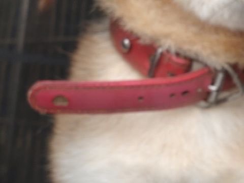 fukushiyamesagi's tweet photo. 🆘緊急🆘#収容犬
🆘掲載期限9/24(木)
9/15(火)千葉県成田市所
赤首輪
茶黒♂柴犬
📲千葉県動物愛護センター🙇🏻‍♂️#与倉ドライブイン
迷い犬迷子保護イヌいぬオス黒茶白茶色胡麻ごま柴芝茨城稲敷神崎町多古佐原大戸下総くりもと紅小イチラク店ファームランドつけ麺正や発酵の里こうざき #道の駅水の郷さわら

🚨「オス」「中型」「首輪有・鑑札無」(※ 画像からは首輪は赤色に見えます。)とされる、茶黒(或いは黒茶、茶黒白、黒茶白、胡麻毛)の柴犬(胡麻柴)が収容されています‼
🚨️飼い主様、関係者様は大至急お迎えをお願いいたします🙏🏻
🚨収容犬にお心当たりのある方は大至急センター迄ご連絡をお願いいたします📲🙇���‍♂️

◎公示には「柴犬*・茶黒色**・オス***・中型・成犬　首輪有・鑑札無　首輪の写真（JPG：13.3KB）****」と記載されています🐕

＊犬種の認識・表現は個人の感覚等により異なる為、収容中の犬が公示記載種類の「柴犬」としてではなく、芝犬、柴、芝、或いは毛色が「茶黒色」とされていますので、胡麻(ごま)柴、胡麻(ごま)芝、若しくは茶柴、茶芝、赤柴、赤芝等として捜索されている可能性もあります。

＊＊公示掲載画像の動物は、撮影・再生条件、被毛・皮膚の濡れ・汚れ、或いは傷病等により色合いや印象が逸走当時とは違って見える場合があります。また毛色・毛柄等の認識・表現は個人の感覚等によっても異なる為、収容中の犬が公示記載毛色の「茶黒色」ではなく、黒茶(色)、胡麻(ごま)毛、茶白黒(色)、黒茶白(色)、白茶黒(色)、黒白茶(色)、或いは茶白(色)、白茶(色)、茶(色)等として捜索されている可能性もあります。収容犬の特徴の詳細はセンター迄お問い合わせください(※迷子動物をお探しの方は直接センターへ出向かれてのご確認が確実���す。)📲🙏🏻

＊＊＊収容動物は長毛、傷病、或いは興奮等により、性別の確認が困難な場合があり、公示記載の性別が後日訂正される可能性もあります。正確な情報はセンター迄お問い合わせください📲🙇🏻‍♂️

＊＊＊＊首輪の画像へのリンクとなっています。画像の収容動物装着品は���影・再生条件、褪色・劣化等により元の色合い・形状とは違って見える場合があります。画像から首輪は赤色に見えますが、柄やスタッズ等の装飾については不明です。正確な情報はセンター迄お問い合わせください📲🙏🏻

⚠️公示には、マイクロチップに関する記載はありません。詳細はセンター迄お問い合わせください📲🙇🏻‍♂️

⚠️⚠️傷病等の有無・状態、収容状況等についてはセンター迄お問い合わせください 📲🙏🏻

◎迷子動物は市区町村境・都県境等を越境して収容される場合もあります。

◎公示に記載がなく、掲載画像からも不明な収容動物の特徴等についてはセンター迄お問い合わせください📲🙇🏻‍♂️

◎各センター・保健所等の公示記載の犬種・猫種は、DNA検査により鑑定されたものではないと考えられます��で、公示記載の犬種・猫種等は推定であり目安とお考えください🙏🏻

◎収容動物は長期放浪等の影響による容姿の変化、或いは首輪等の脱落、色柄・形状等の経年劣化、放浪中の他者による装着等の可能性があります。公示に掲載画像がある場合でも、撮影・再生条件、被毛・皮膚の濡れ・汚れ・傷病等により動物の目の色や毛柄等の特徴、或いは経年劣化等により首輪等の色柄・形状等が逸走当時とは違って見える可能性があります。またリンクのミス等により掲載画像に別の個体や装着品が表示されるケースも稀に見られます。公示記載情報、或いは���載画像からの印象と、動物の逸走当時の容姿、装着品との多少の差異に拘らずセンターでのご確認をお願いいたします🙇🏻‍♂️

お問い合わせ
所属課室：健康福祉部動物愛護センタ−保護指導課
電話番号：0476-93-5711
ファックス番号：0476-93-5326
📩https://t.co/3dRK12YuDg

個人等で保護している動物情報(千葉県※千葉市・柏市・船橋市を除く)
⏩https://t.co/Pe6hAQzoys

収容犬情報  千葉県動物愛護センター(本所)
⏩https://t.co/Nalitv8jxO

【管理番号】in260915-01