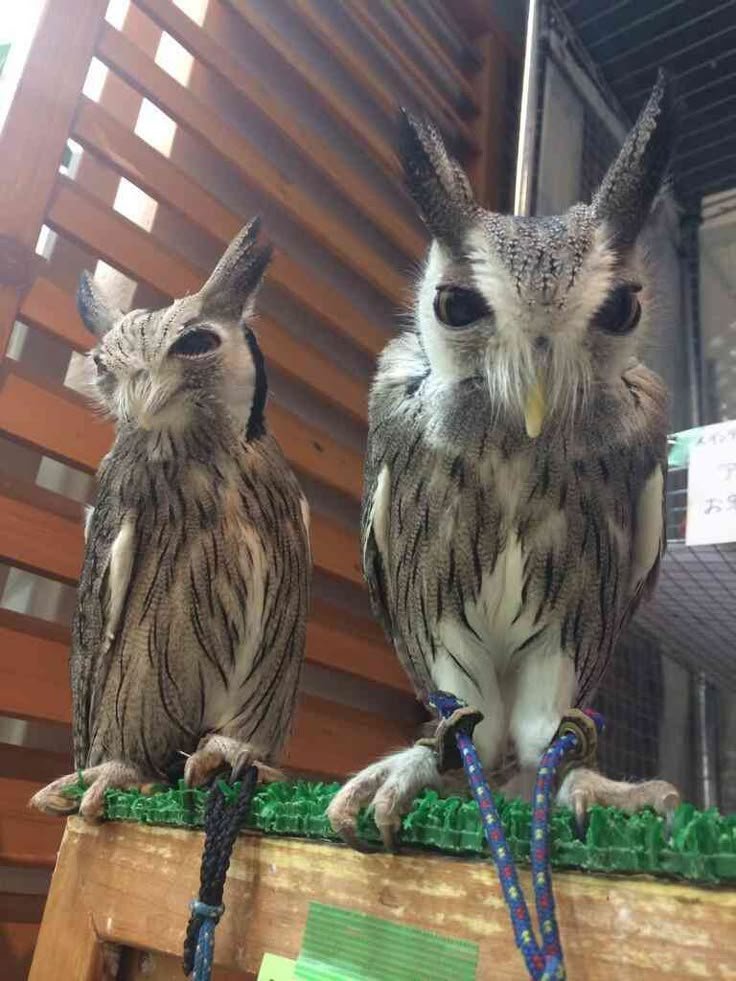 tired_ibis's tweet photo. what are those gloopies plotting... https://t.co/EZK14yzg2A