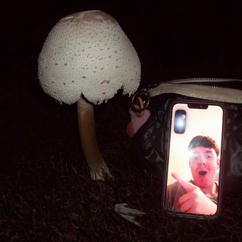FrouseMews's tweet photo. yumi's growing collection of pet fungi and also a stunning cat i may or may not recognize [aka idk if this is a random cat or one of their cats] 
#FrouseMews #frouse https://t.co/ybWOkrAPfd