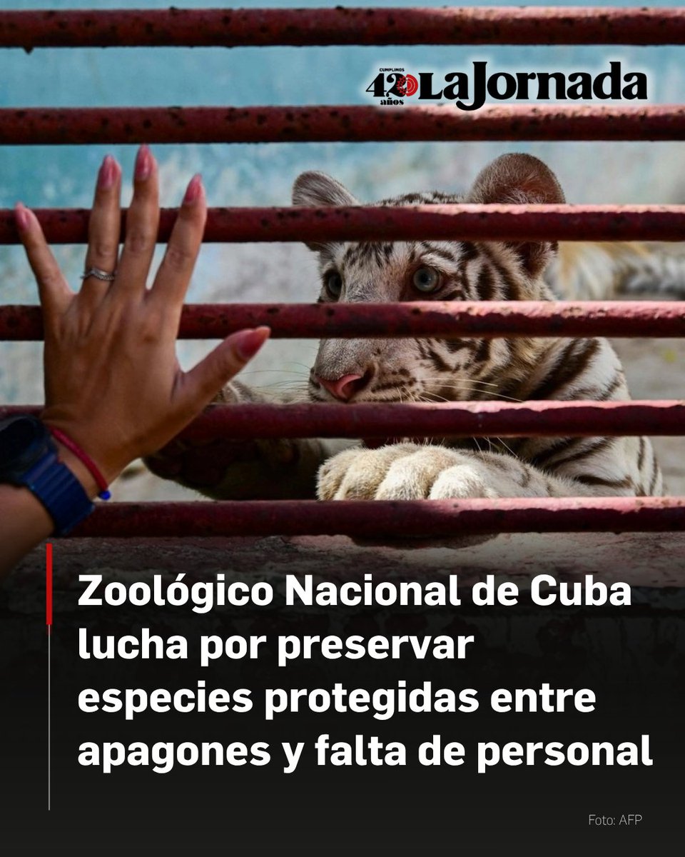 lajornadaonline's tweet photo. Entre apagones, escasez de combustible y carencia de personal, el Zoológico Nacional de Cuba, hogar de casi un millar de animales, lucha por preservar una de las reservas genéticas más valiosas de la región.

En medio de la grave crisis económica y energética que atraviesa la isla, el parque ubicado a unos 20 kilómetros de La Habana brega por sostener una colección que incluye especies en peligro de extinción, como rinocerontes, tigres, jaguares e hipopótamos.

Más información en: https://t.co/B3WiqocneY