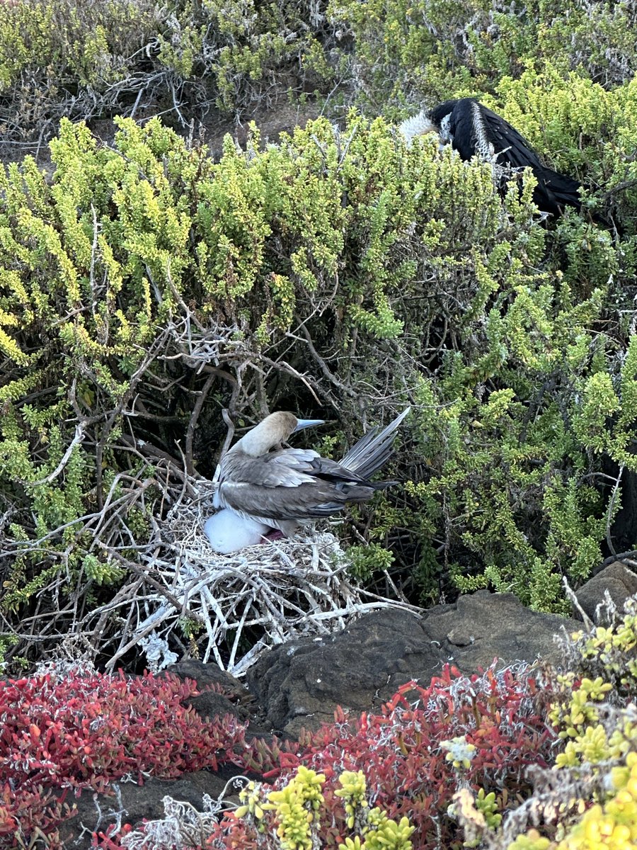 Betty_Wolf's tweet photo. A staggering trip to the Galapagos this week. 
We were in awe. https://t.co/cvLbyYSt9r