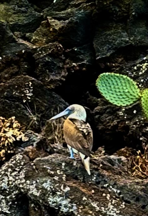 Betty_Wolf's tweet photo. A staggering trip to the Galapagos this week. 
We were in awe. https://t.co/cvLbyYSt9r