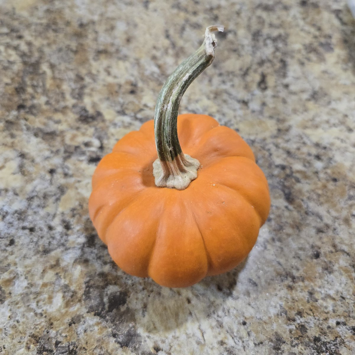 gwuggin's tweet photo. you need to to pick out a tiny pumpkin or gourd and put it on your desk right now #pickoutatinypumpkinandputitonyourdesk #rightnow https://t.co/S669GqbrzH