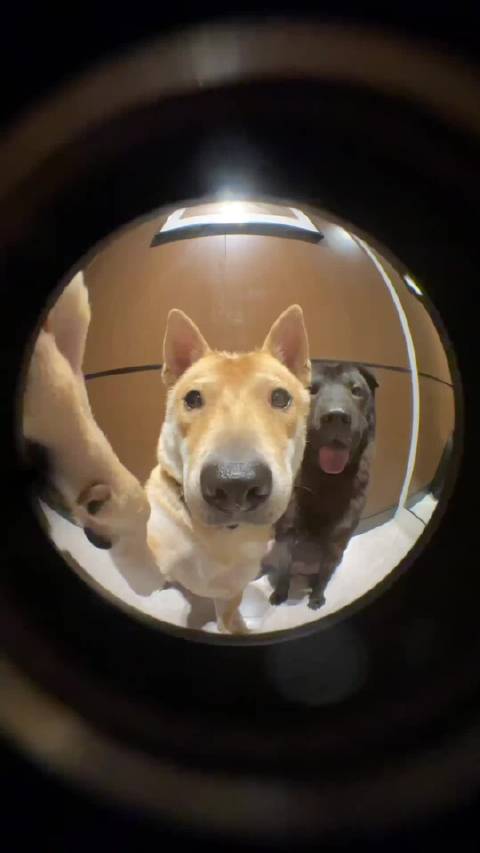 WeldonRodemoyer's tweet photo. Mi perro me espera con cola moviente cada día después del trabajo, es la compaía más cálida que tengo. https://t.co/78fSHYNSdK
