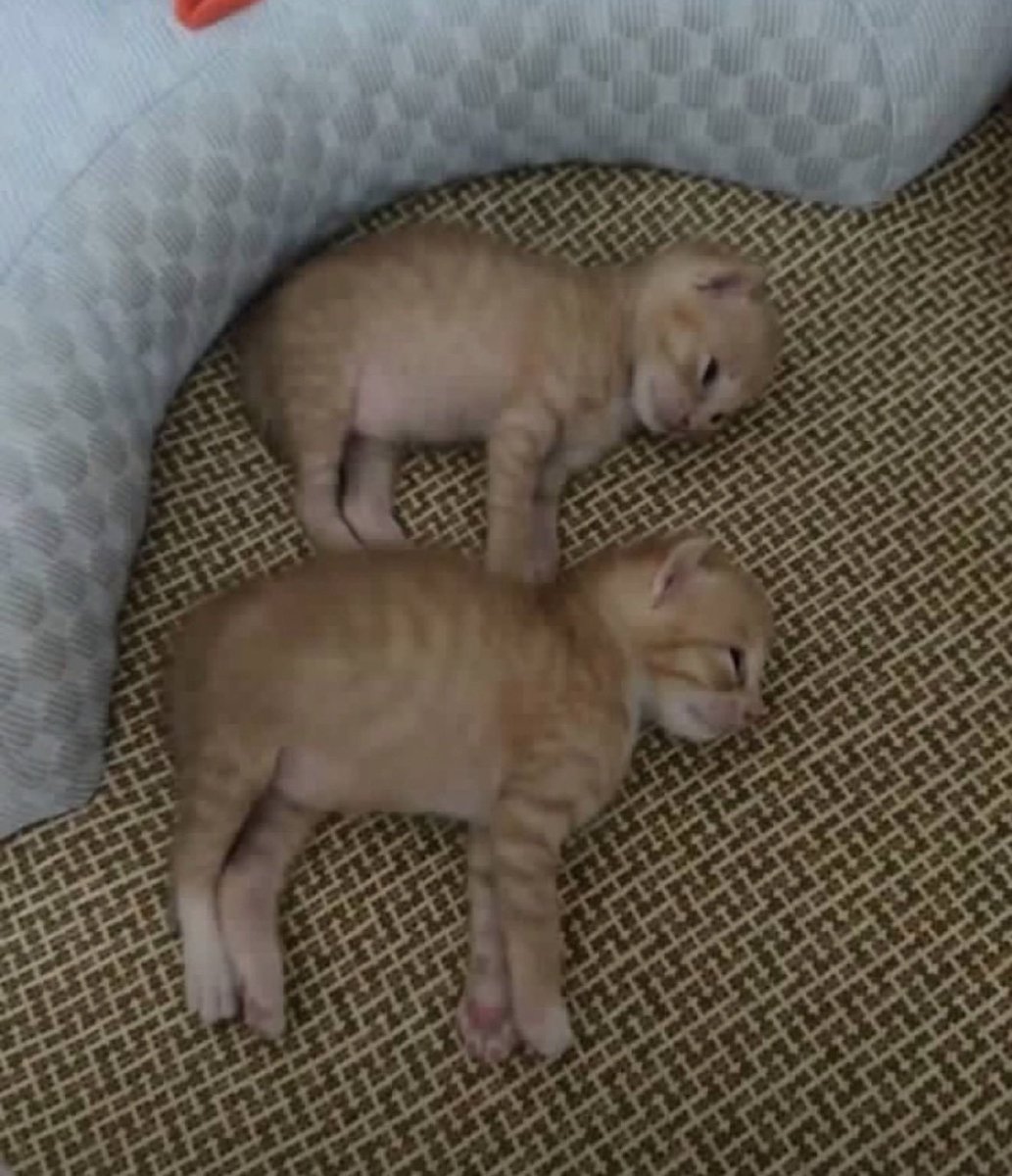 stickydacat's tweet photo. We bare chuds https://t.co/pLabDCMWs4