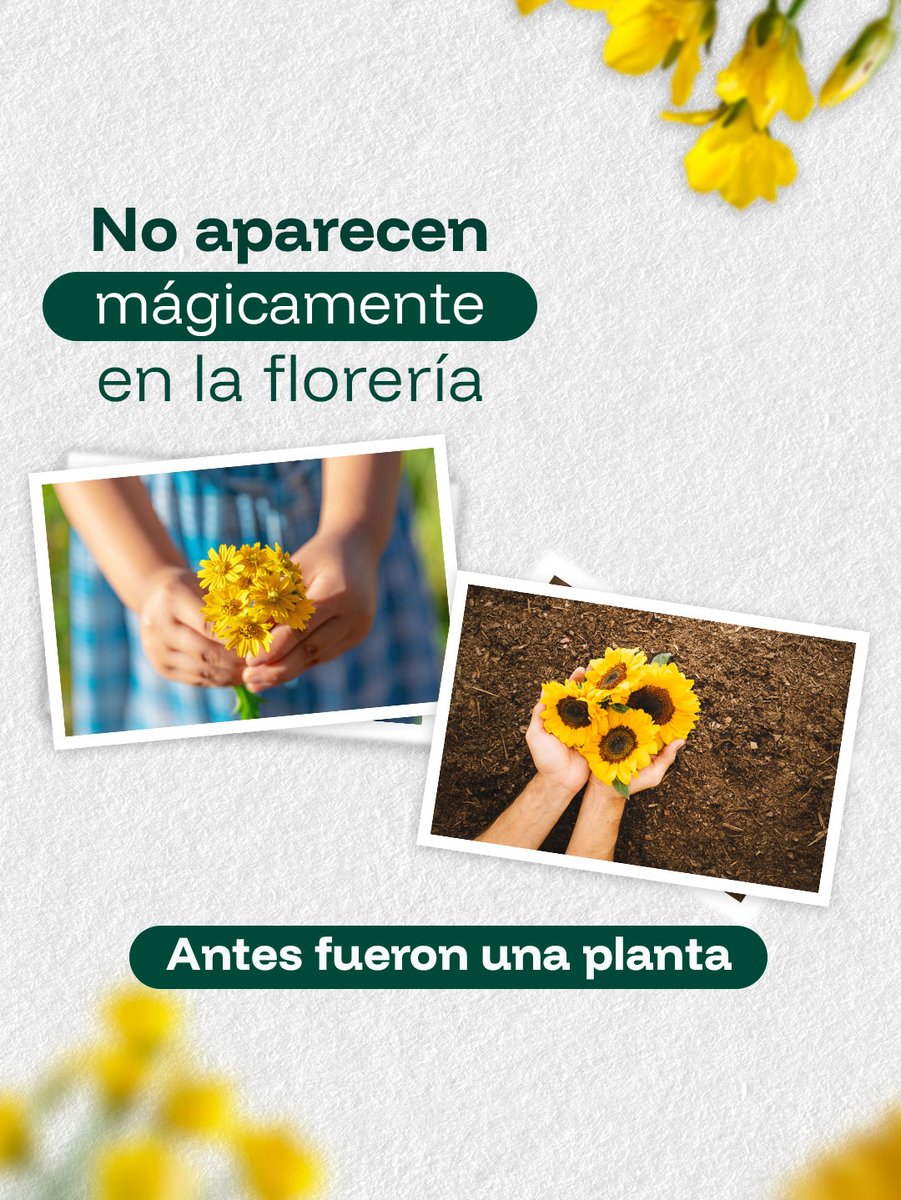 RebecaBanuelos_'s tweet photo. Hoy se regalan flores amarillas, pero también podemos recordar algo que hace posible que florezcan: el agua. 🌼💧
Cuidarla es cuidar nuestros campos, nuestros jardines y todo lo que hace florecer a Puebla. 🌱
#SEAScomoCEAS #FloresAmarillas #PorAmorAPuebla #PensarEnGrande https://t.co/8jQYCJit0H