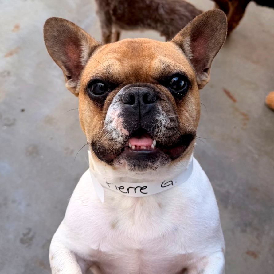 animalkeepersd's tweet photo. Well, hello, Pierre.
https://t.co/a6OX3iXxOn
#Pierre #Pierredog #dogPierre #hellodog #helloPierre #doggo #doggiedaycamp #doggiedaycare #dogdaycamp #dogdaycare #daycare #dogcamp #camp #tinytots #tots #oceansidedogs #oceansidepets #oceanside #carlsbaddogs #carlsbadpets #carlsbad https://t.co/fTIZ9R5WZe