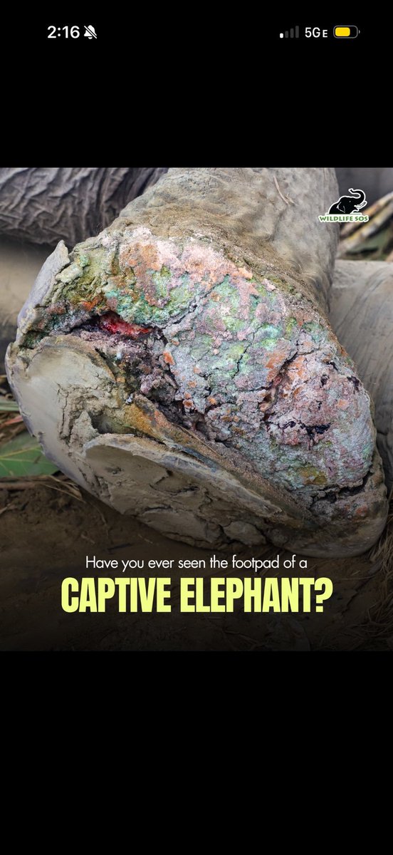 MissanMissen's tweet photo. Do not pay to watch animals in confinements, this is one thing your money will support.
There is an uncountable amount of suffering animals in these places. They must be stopped. #BanZoos #BanAquariums #EndCaptivity https://t.co/WIr910qsei