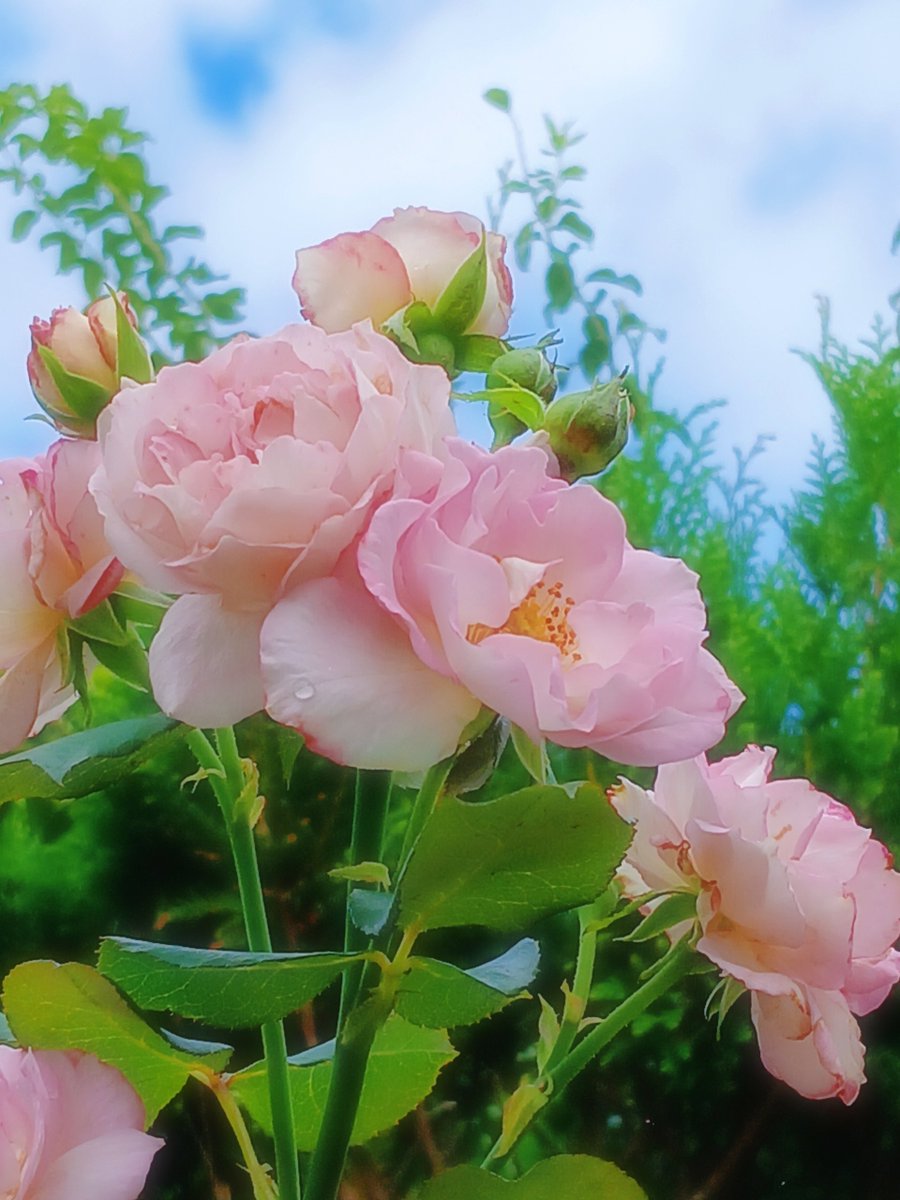 jdak2571's tweet photo. おはようございます🌹 https://t.co/qxnKGRLyfZ