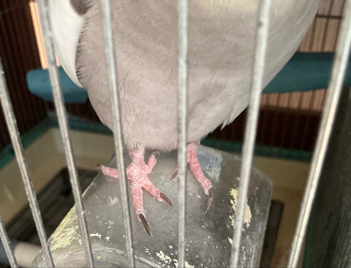 okamenookome's tweet photo. うちの片方のインコの足はめっちゃ長くて
反復横跳びしてます🐓←似てる
←長い方　　　　　　　→普通 https://t.co/T7liuQ16LJ