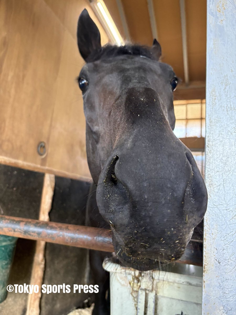 tospo_keiba's tweet photo. 神戸新聞杯から一夜明けた #ロブチェン 🏇
元気でカイバをモリモリ食べていました🍚 https://t.co/OHJy6w1MU2