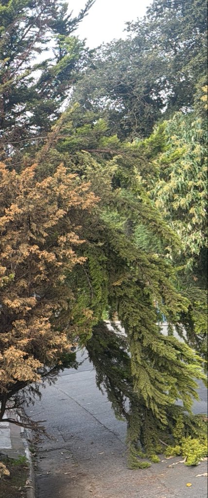 barbiecastillol's tweet photo. En bosque de tejocotes se cayó un árbol hace 3 semanas y se metió el reporte SUAC y la @cuajimalpa_gob sigue sin venir a solucionar este problema que es un gran problema de movilidad para los vecinos ! #cuajimalpa #cdmx @ClaraBrugadaM https://t.co/jcWZv3LvG8