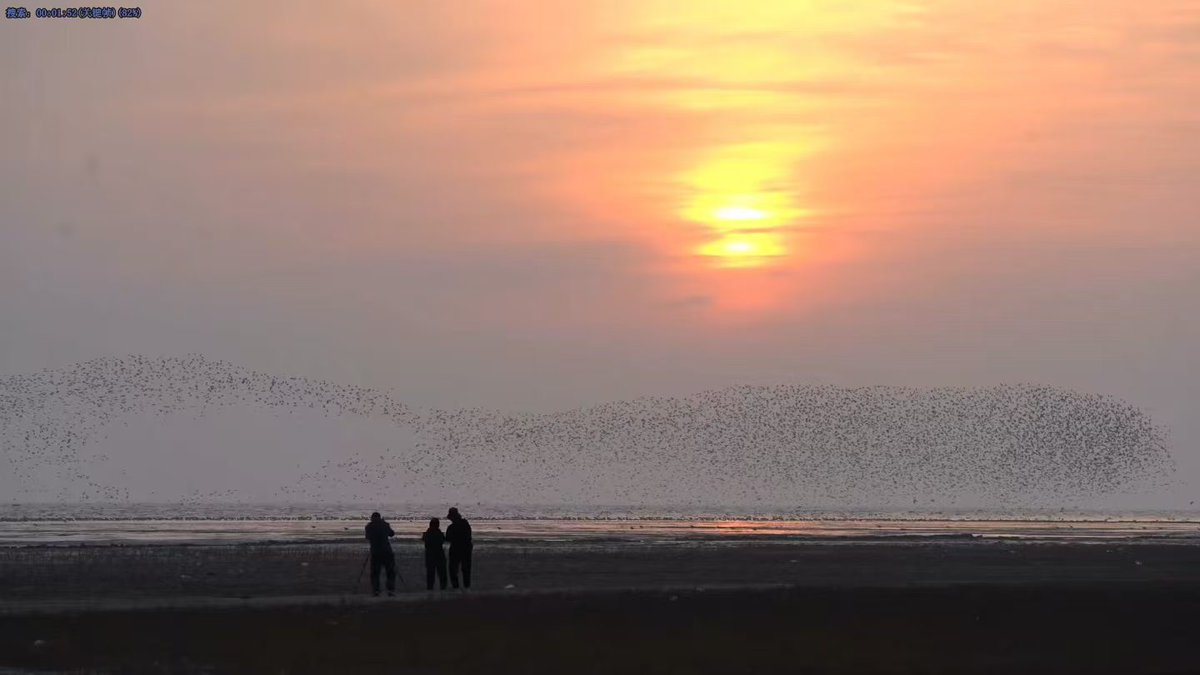 Helloyingkou's tweet photo. Sunset &amp; bird waves at Yingkou’s wetlands! 🕊️🌅

Over 40 waterbird species rest at Liaohe River Estuary on their migration journey. Watch thousands of birds dance against a golden sunset sinking into the sea! 🌊✨

📍 Yingkou, Liaoning
#Yingkou #BirdWatching #ChinaTravel https://t.co/PgQkElM960
