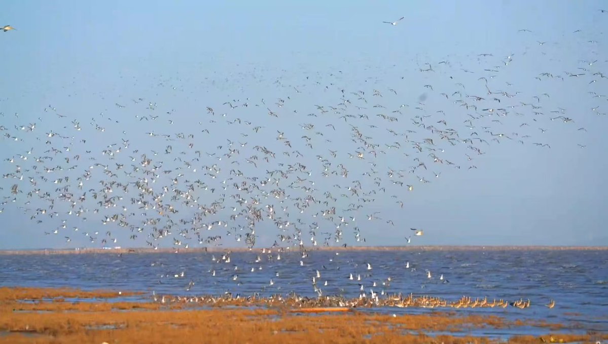 Helloyingkou's tweet photo. Sunset &amp; bird waves at Yingkou’s wetlands! 🕊️🌅

Over 40 waterbird species rest at Liaohe River Estuary on their migration journey. Watch thousands of birds dance against a golden sunset sinking into the sea! 🌊✨

📍 Yingkou, Liaoning
#Yingkou #BirdWatching #ChinaTravel https://t.co/PgQkElM960