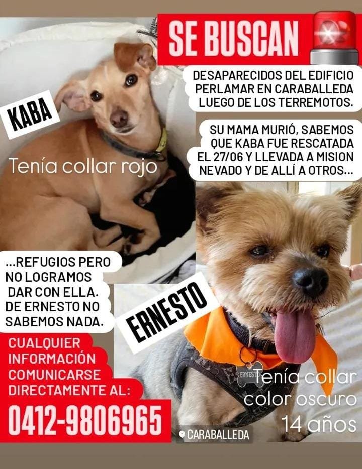 yaracalcagno's tweet photo. Difundo. KABA aun no aparece, ella fue sacada con vida del edificio. ALGUIEN DEBE TENERLE. Ernesto parece que no sobrevivió 😔 cualquier información comunicarla al 0412-9806965 https://t.co/0dtYOi1GoA